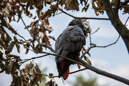 来自南美洲的灰色鹦鹉羽毛大鸟演讲背景图片