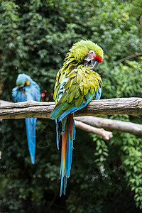 红蓝金刚鹦鹉美国南部的红蓝绿色大鹦鹉丛林热带面膜蓝色绿色树叶黄色红色语言分支机构背景