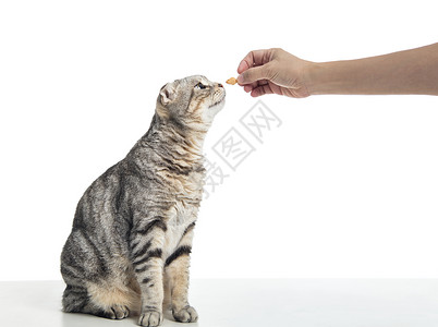 猫站着吃手拿食物猫咪毛皮动物小猫宠物白色猫科哺乳动物小吃饼干饥饿的高清图片素材