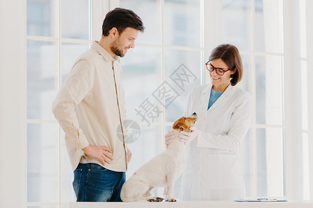 快乐有经验的女兽医检查杰克罗素梗犬 给出如何关心动物的建议 男宠主在诊所给狗治病 选择最专业的兽医 动物药背景图片