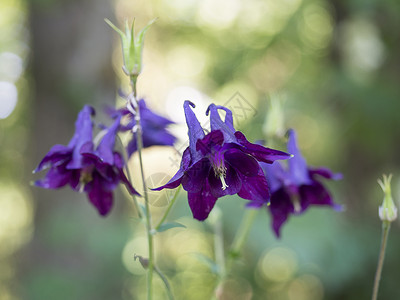 紫紫紫外婆的帽子网或深黑的columbine花朵 有选择的焦点 金绿色的Bokoh背景背景图片