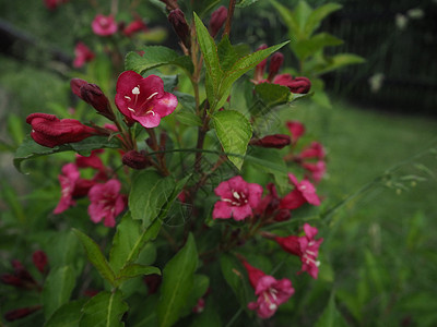 红色紫色树丛 花背景 夏天玫瑰高清图片素材