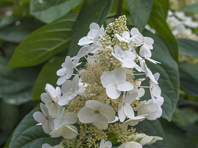 盛开的完美白色花朵 哈德兰加卡西弗利娅高清图片