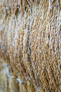 干稻稻种栽培植物化合物生产茉莉花食物稻田收成热带耳朵背景图片