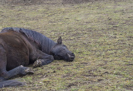 卧马特写肮脏的姜棕色马躺在杯子绿草草地上马卧家畜说谎退休哺乳动物动物牧场农村绿色背景