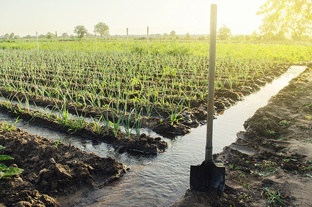 种植园用水灌溉渠 供水系统 干旱地区种植 农艺学 农村农村 欧洲农场 农业 照顾植物背景图片