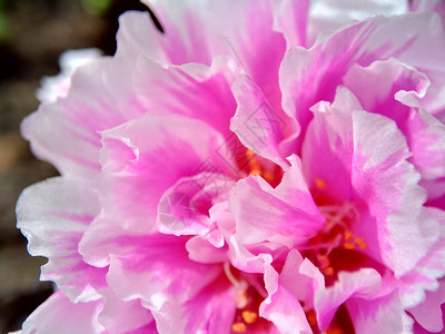 天然本底的白花朵紫色宏花花卉星科花瓣热带栽培植物学季节叶子背景图片