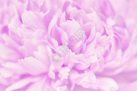 白色粉红色花瓣红色的紫色的高清图片