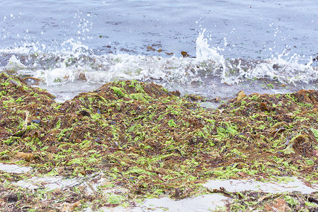 海草在沙滩上垃圾杂草海滩海洋背景图片