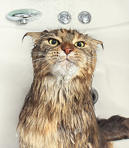 湿猫在浴缸里乐趣浴室动物打扫猫科哺乳动物淋浴小猫宠物卫生皂洗高清图片素材