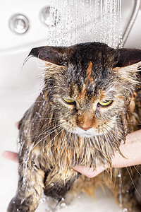 湿猫在浴缸里乐趣浴室哺乳动物打扫小猫淋浴宠物卫生动物猫科潮湿的高清图片素材