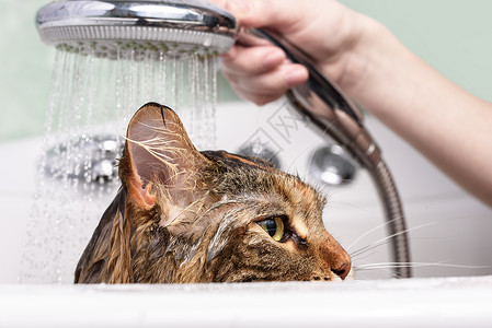 湿猫在浴缸里打扫宠物乐趣猫科浴室哺乳动物卫生小猫动物淋浴干净的高清图片素材