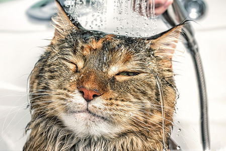 湿猫在浴缸里宠物乐趣小猫淋浴哺乳动物动物打扫浴室猫科卫生猫似的高清图片素材