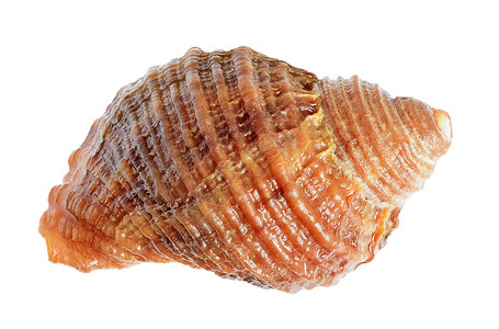 贝壳贝类尖刺海洋鲍鱼背景图片