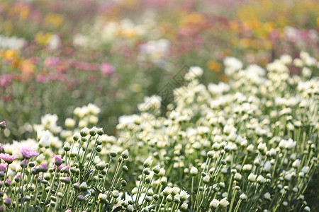 白菊花花 在晨光下在花田的阳光下开花宏观高清图片素材