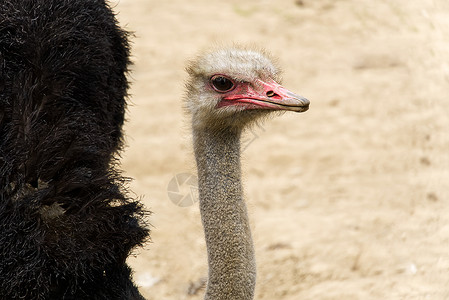 ps鸟头素材一只近距离接近的食人动物的肖像 斯特里希头目斯图提奥骆驼鸵鸟男性头发羽毛野生动物养殖场荒野动物园脖子农场背景