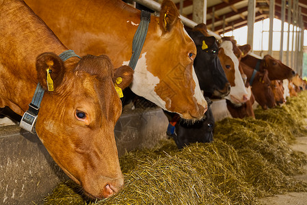 农场上的橙色奶牛 红牛在牛棚的马厩里吃干草 奶牛场 农业 农业和畜牧业概念中的奶牛稻草哺乳动物食物农民生产栅栏工厂耳朵牧场奶制品放牧高清图片素材