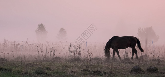 阿尼马斯马在空地上吃草 马的草地上有雾信仰野生动物阴霾动物国家村庄土地阳光农场马匹背景