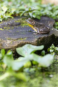 一只青蛙坐在一个花园池塘中的岩石上 周围环绕着绿叶子树叶绿色环境苔藓眼球枝条眼睛黄色背景图片