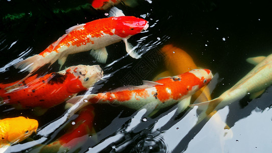美丽而多彩的日本小鱼异国鲤鱼橙子游泳宠物情调金鱼爱好花园金子背景图片