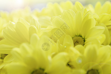 花园里有黄色的菊花和阳光 在花园里矮人高清图片素材