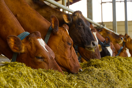 农场上的橙色奶牛 红牛在牛棚的马厩里吃干草 奶牛场 农业 农业和畜牧业概念中的奶牛国家牛奶奶制品农民小牛家畜谷仓商业耳朵动物荷斯坦高清图片素材