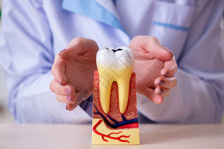 脊椎模型牙科牙医练习牙齿模型的工作症状口腔科牙科学讲师男人磨牙药品医院保健老师背景