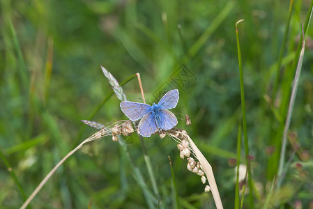 深色蝴蝶- 普通的蓝蝴蝶张开生动的蓝翅膀 俯视高空背景
