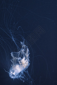 长尾鱼的海织网水母背景图片
