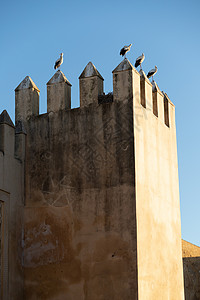 城墙石刻在摩洛哥皇宫部分地方的种性上进行石刻在屋顶上防御皇家城墙鸟类栖息城堡太阳动物背景