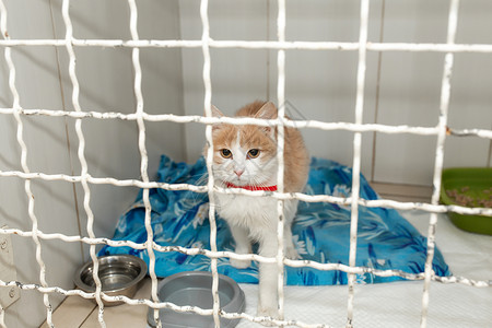 诊所内庇护所笼中的独一只猫动物高清图片素材