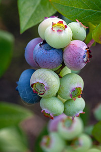 高丛蓝莓灌木上有机蓝莓团 特写 加拿大蓝莓在灌木上 垂直拍摄背景