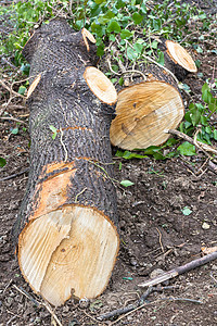 树枝斧头樵夫林业链锯壁炉木片森林木头服务树干背景图片