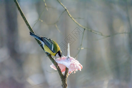 胖鸟冬天的森林鸟类在饲料附近栖息花园尾巴生物学环境天气翅膀动物群野生动物荒野公园背景