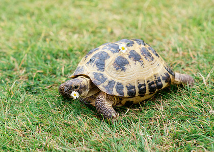 陆龟一天天在草地上涂着甘菊的乌龟背景