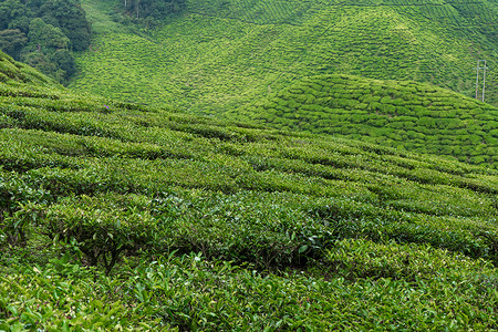茶生产素材茶叶种植园卡梅伦谷 马来西亚高地的绿色山丘 茶叶生产 青茶绿灌木衬套阳台农田热带风景环境女孩女性植物爬坡背景