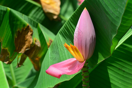 热带芭蕉树叶Musa ornata开花香蕉树叶热带环境花园树木花瓣男高音花朵季节荒野背景