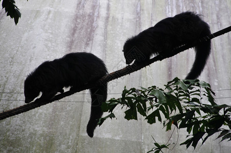星罗猫Binturong或Bearcat宾图龙或北冰星在绳子上攀爬木头头发熊猫森林鼻子荒野野生动物环境胡须动物园背景