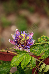 紫色蓝色激情花葡萄花藤植物花园蓝花藤蔓花卉热带花瓣紫花背景图片