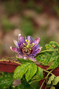 紫色蓝色激情花葡萄花藤植物花园蓝花紫花花卉热带花瓣藤蔓背景图片