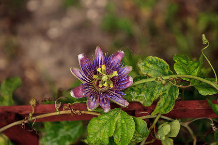 紫色蓝色激情花葡萄花藤植物藤蔓花园花瓣紫花热带蓝花花卉背景图片