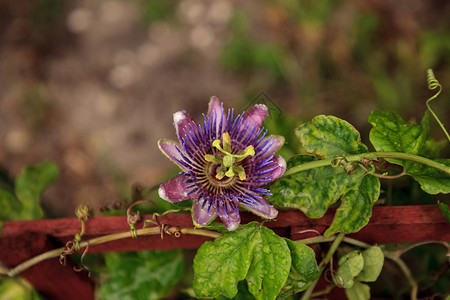 紫色蓝色激情花葡萄花藤植物花园紫花花瓣蓝花热带花卉藤蔓背景图片