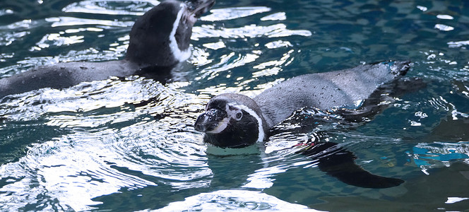 好玩拟人企鹅在蓝水色下游泳的企鹅巨石海滩生活海洋蓝色速度金图动物群动物液体背景