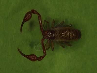棕色书中带有的蝎子猎人捕食者叶子昆虫叶脉绿色背景图片