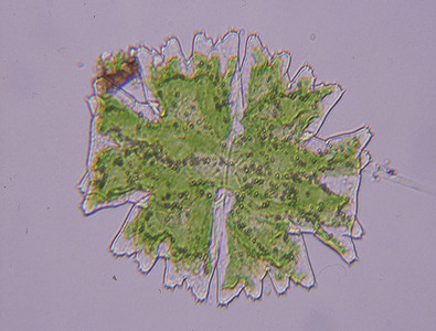 毛壳藻微藻属绿色的高清图片