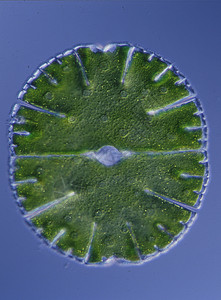 毛壳藻微藻属优美高清图片