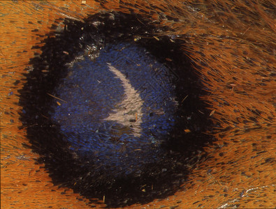 显微镜下有翅膀天秤的蝴蝶翼花丝情调蝴蝶橙子蓝色绘画异国黄色黑色翼鳞背景图片