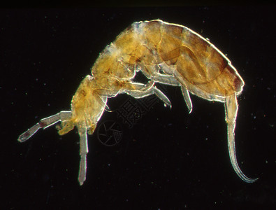 跳虫显微镜下的春尾昆虫背景