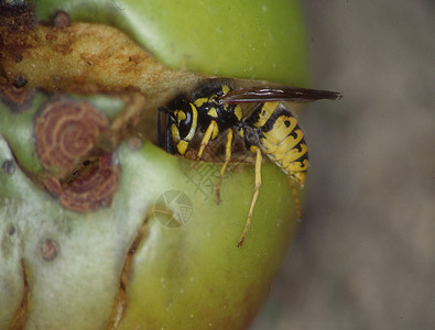 黄蜂吃苹果黑色的嗡嗡声高清图片