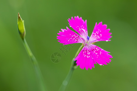 伊安图斯德尔托迪斯 粉红色花朵紧贴花瓣少女生态草本植物草地墙纸香味三角肌花粉花序背景图片